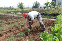Gönüllüler, Mezitli Belediyesi Aşevi İçin Sebze Üretimine Devam Ediyor