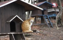 Korona Günlerinde Can Dostların Keyfi Yerinde