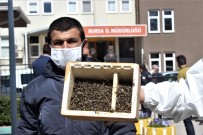 (Özel) Bursa'da Binlerce Arının Şok Eden Ölümü...Ölen Arılarıyla Müdürlüğe Geldiler