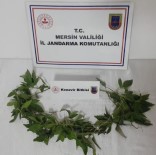 Tarsus'ta 51 Kök Hint Keneviri Ele Geçirildi