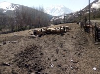 Aç Kurtlar 15 Küçükbaş Hayvanı Parçaladı