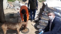 Gaziantep'te Sokak Hayvanları Da Unutulmadı