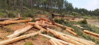 Orman İşçileri, Yıkılan Ağaçları Ekonomiye Kazandırıyor Haberi