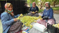 Türkiye'de Yılın İlk Kayısı Hasadı Silifke'de Yapıldı