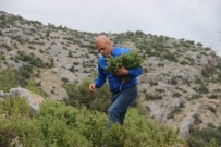 Yüksek Antioksidan Özelliği İle Bağışıklık Sistemini Güçlendiren Cistus Bitkisi İçin Dağ Taş Dolaşıyor