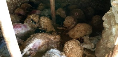 Damdan Ahıra Giren Ayı 50 Hayvanı Telef Etti