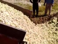 TARıM BAKANı - İran'da civcivler diri diri gömüldü!