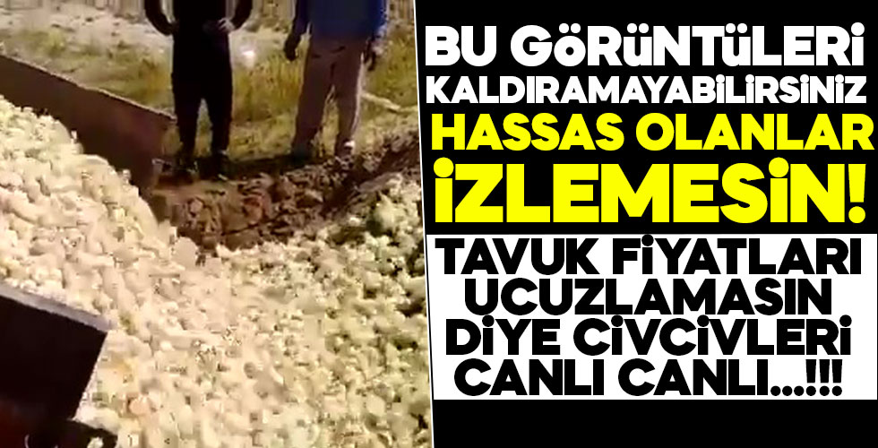 İran'da civcivler diri diri gömüldü!