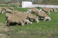 Manyas'ta Çiftçiler Üretime Devam Ediyor