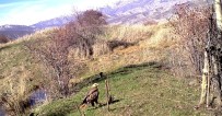 Nesli Tükenmekte Olan Kızıl Kuyruklu Şahin Erzincan'da Fotokapanla Görüntülendi Haberi