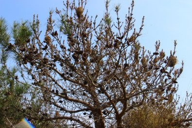 Aydın'da Çam Ormanları Çam Kese Böceği İstilasına Uğradı