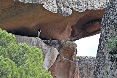 Aydın'ın İkinci Karaleylek Çiftçi Latmos'a Yuva Yaptı