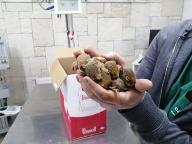 Kastamonu'da Çalışan Orman İşçileri Sincap Yavrularına Sahip Çıktı