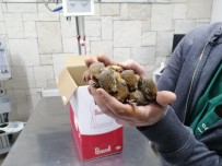 Kastamonu'da Çalışan Orman İşçileri Sincap Yavrularına Sahip Çıktı Haberi