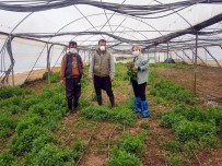 KADıOĞLU - Kilis'te Tarımsal Üretim Devam Ediyor