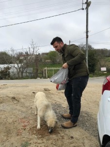 Sinop'ta Sokak Hayvanları Aç Kalmıyor