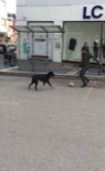 FUTBOL MAÇI - Sokakta Kimseyi Bulamadı, Köpekle Futbol Oynadı