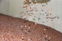 AB Ülkelerine Üç Ayda 8 Bin 752 Ton 82 Kilo Fındık İhraç Edildi