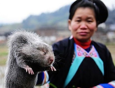 Çin'den en çok tüketilen hayvana yasak geldi!