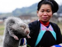 SAĞLIK ÖRGÜTÜ - Çin'den en çok tüketilen hayvana yasak geldi!