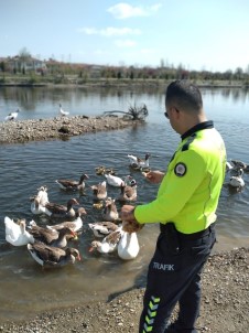 Kızılırmak Nehrinde Aç Kalan Kazları Polis Besledi