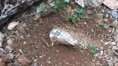 PKK'lı Teröristlerce Araziye Tuzaklanan Patlayıcı Tespit Edildi