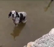 Malatya'da Havuzda Mahsur Kalan Köpek Kurtarıldı