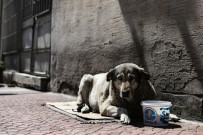 Mersin'de Korona Virüs Salgını Sürecinde Sokak Hayvanları Unutulmuyor