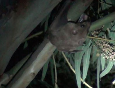 O ilimizi yarasalar bastı!