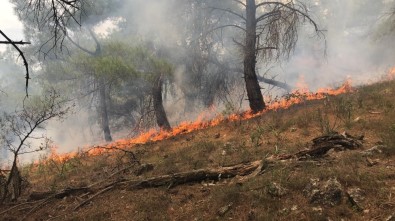 Çanakkale'de Orman Yangını