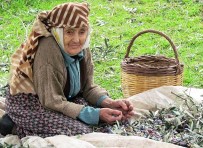 Zeytin Ve Zeytinyağı Sektörü Milli Gelire Sağladığı Katkıyı Arttırmaya Devam Ediyor Haberi