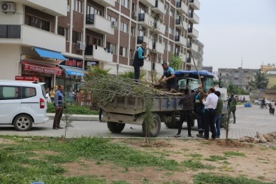 Cizre'de Yeşillendirme Çalışmaları Devam Ediyor