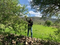 Gercüş'te Çağla Hasadı Başladı