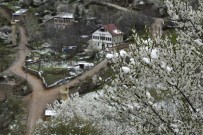 Gümüşhane'de Kar Yağışı Zirai Don Tehlikesini De Beraberinde Getirdi Haberi