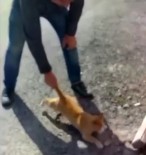 'Kediye Eziyet' Görüntüleri İle İlgili Soruşturma Başlatıldı