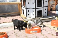 Konya'da Sokak Hayvanları Aç Kalmıyor