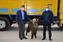 Gediz'de 70 Adet Damızlık Teke Dağıtıldı