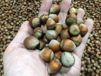 Korona Türk Fındığına Yaradı