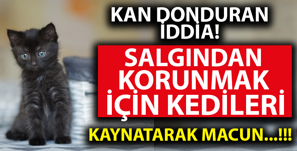 O ülkede korkunç iddia: Koronaya çare diye siyah kedileri...