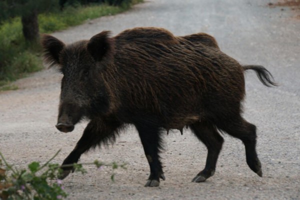 Yasakla birlikte şehre indiler!