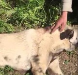 Köpeğini Vurdu, Hayvanseverler Kurtardı