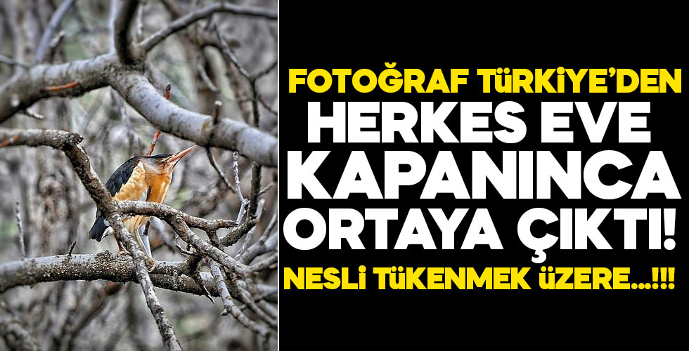 Herkes eve kapanınca...!!! İlk kez görüldü!