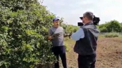 Limon kurgusunda detaylar ortaya çıktı!