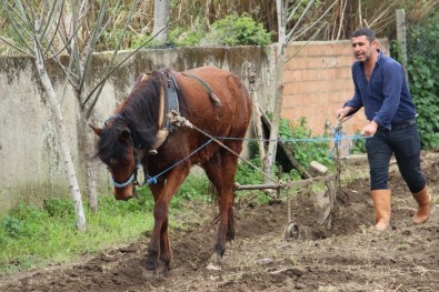 Bu Da At Eğitmeni, Eğitimi Başarı İle Geçen Atların Fiyatı Yüzde 100 Artıyor