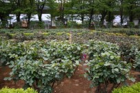 Japonya'da Parklara Gidilmesini Önlemek İçin Çiçekler Budandı