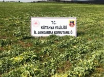 Kütahya'da 53 Bin 400 Kök Kaçak Ekilmiş Haşhaş Bitkisi Ele Geçirildi
