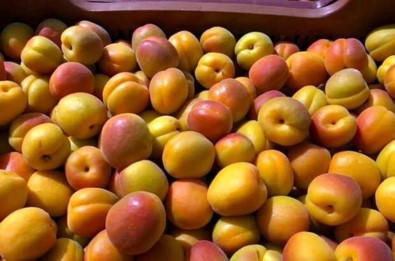 Mersin'de Sofralık Kayısı Hasadı Başladı