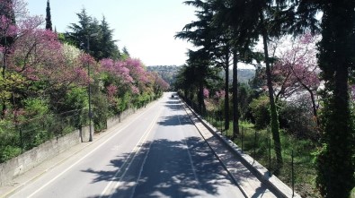 (Özel) İstanbul Boğazı'nda Çiçek Açan Erguvanlar Havadan Görüntülendi