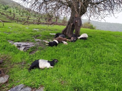 Şırnak'ta Yıldırımın Düşmesi Sonucu 10 Keçi Telef Oldu