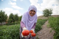 Ankara'da Çiftçilere 5 Milyon Fide Desteği